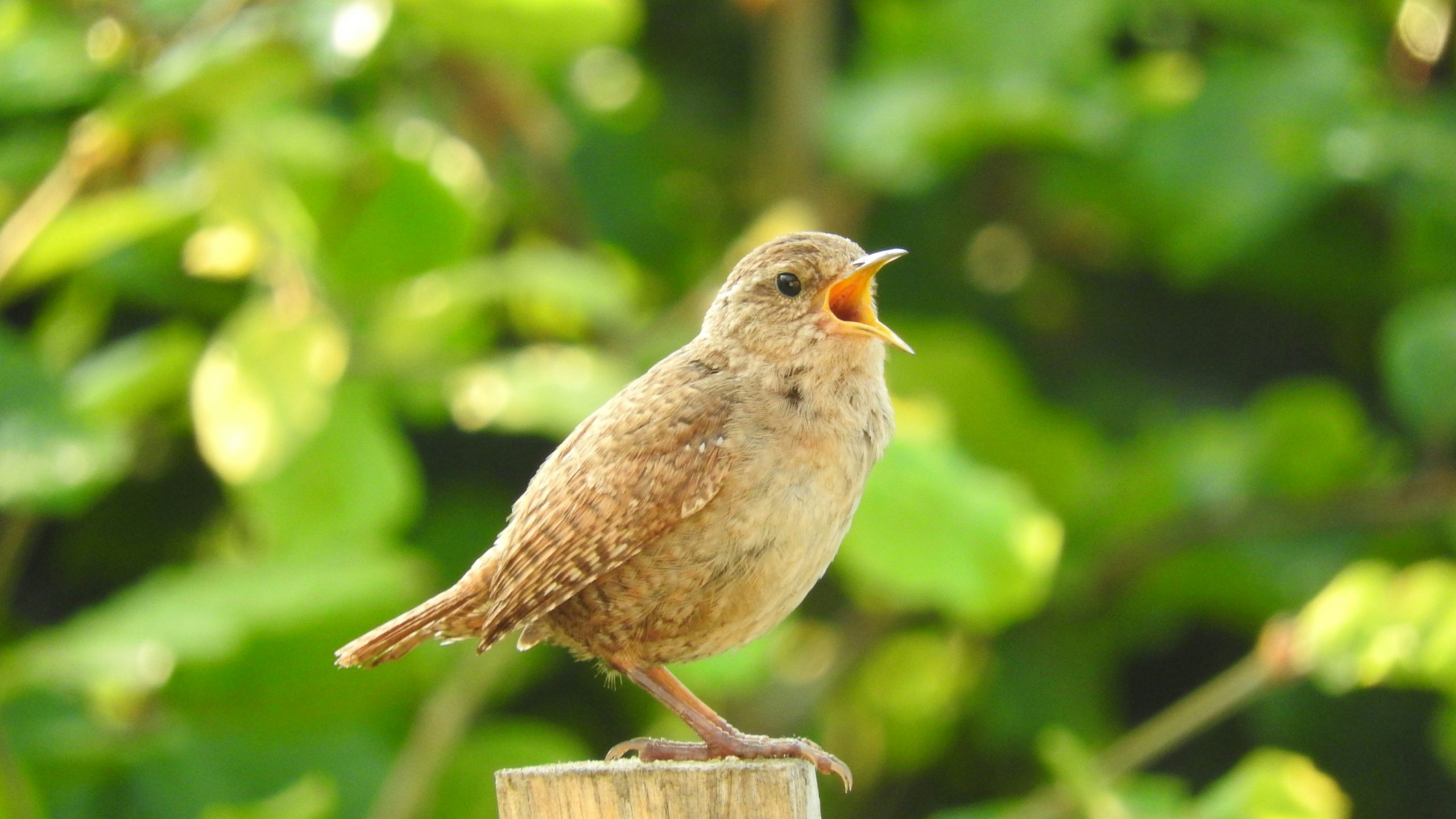 Leading Like Birds: Communication and Teamwork Leadership